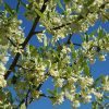Silverberry #5 - Image 3